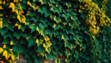 Discover the Beauty of Green Ivy (UK) – Stunning Foliage for Any Space